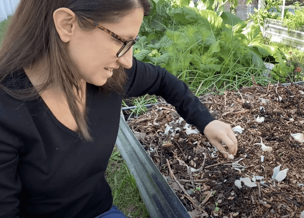 Winter Garden Garlic Planting